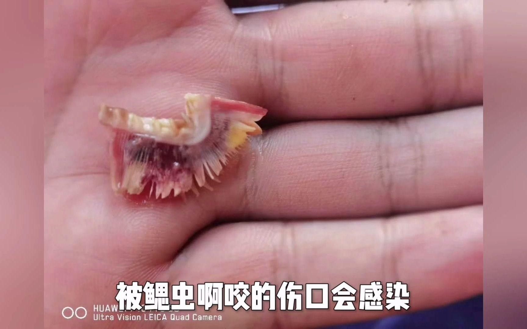 龍魚(yú)鰓蓋有洞最簡(jiǎn)單三個(gè)癥狀 龍魚(yú)鰓蓋有洞最簡(jiǎn)單三個(gè)癥狀 觀賞魚(yú)百科 第2張