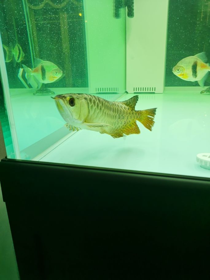 小龍到家一周了不吃東西 觀賞魚百科 第1張 小龍到家一周了不吃東西 小龍到家一周了不吃東西 觀賞魚百科 第1張