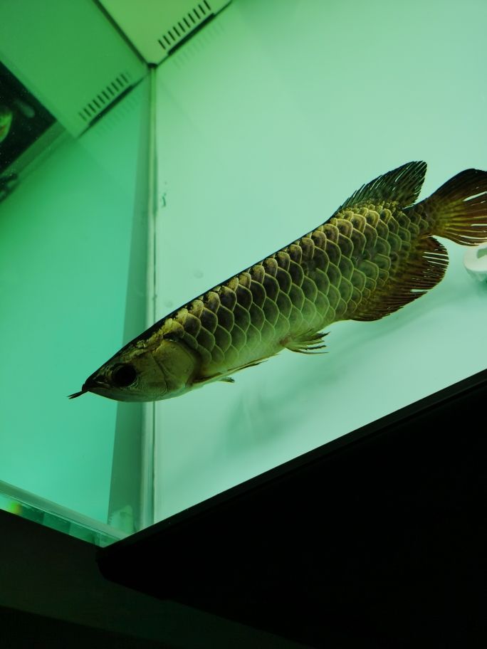 小龍到家一周了不吃東西 觀賞魚百科 第2張 小龍到家一周了不吃東西 小龍到家一周了不吃東西 觀賞魚百科 第2張