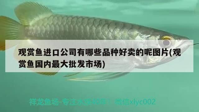 北京觀賞魚 北京觀賞魚 觀賞魚百科 第2張