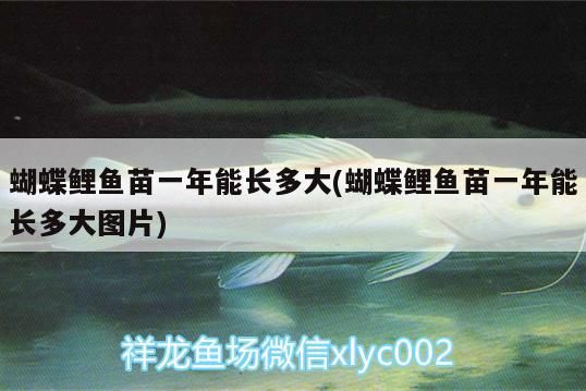 蝴蝶鯉魚苗一年能長多大(蝴蝶鯉魚苗一年能長多大圖片) 蝴蝶鯉魚苗一年能長多大(蝴蝶鯉魚苗一年能長多大圖片) 觀賞魚百科