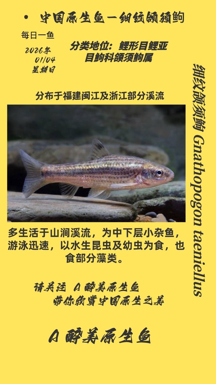 細紋頜須鮈 細紋頜須鮈 龍魚論壇