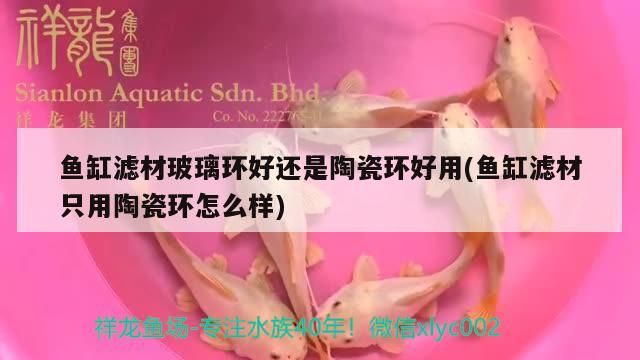 原神紅龍魚吃什么魚餌及原神紅龍魚用什么魚餌紅龍魚用什么魚餌，原神紅龍魚吃什么魚餌 原神紅龍魚吃什么魚餌及原神紅龍魚用什么魚餌紅龍魚用什么魚餌，原神紅龍魚吃什么魚餌 觀賞魚百科 第2張