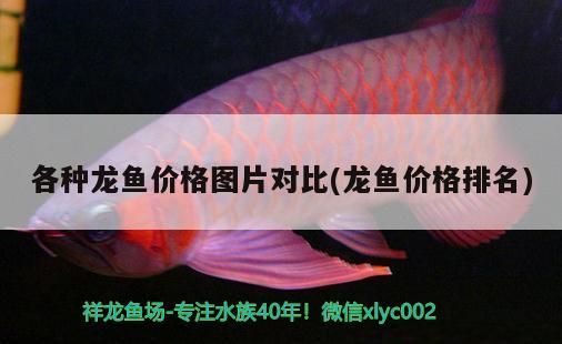 各種龍魚價(jià)格圖片對比(龍魚價(jià)格排名)