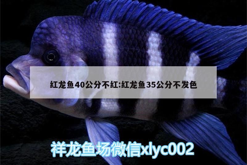 紅龍魚40公分不紅:紅龍魚35公分不發色