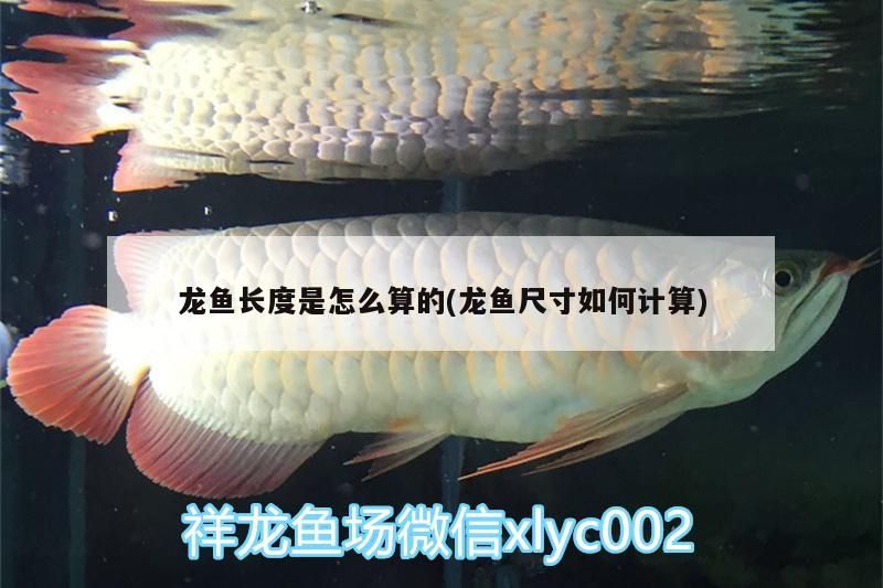 龍魚長度是怎么算的(龍魚尺寸如何計算)