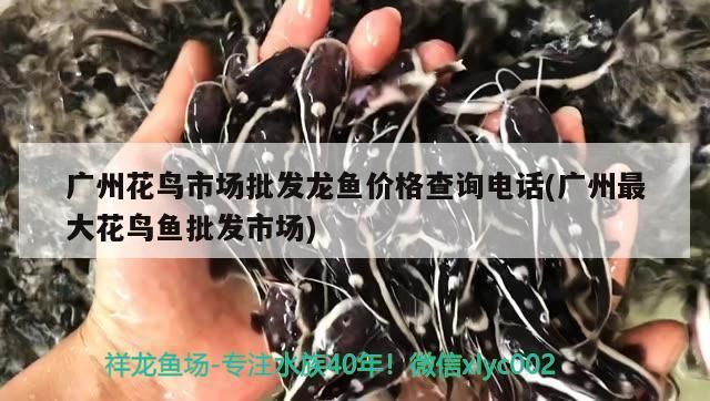 廣州花鳥市場批發龍魚價格查詢電話(廣州最大花鳥魚批發市場)