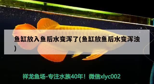 誰有龍魚純玩家群 誰有龍魚純玩家群 觀賞魚百科 第3張