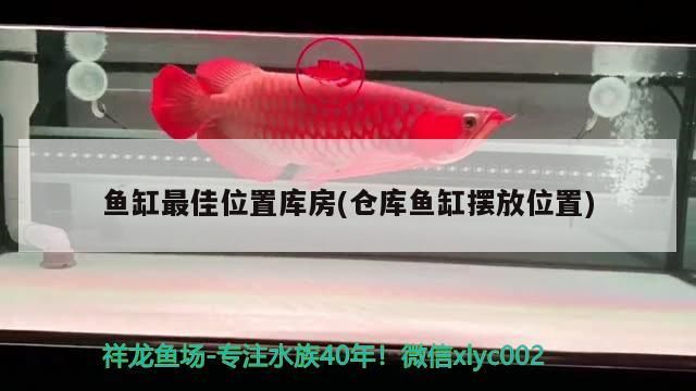 魚缸最佳位置庫房(倉庫魚缸擺放位置)