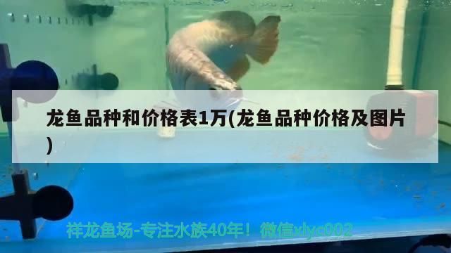 青龍魚 龍魚品種和價格表1萬(龍魚品種價格及圖片) 觀賞魚百科 龍魚品種和價格表1萬(龍魚品種價格及圖片) 龍魚品種和價格表1萬(龍魚品種價格及圖片) 觀賞魚百科