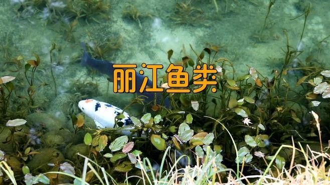 麗江十大名魚 麗江十大名魚 觀賞魚百科 第1張