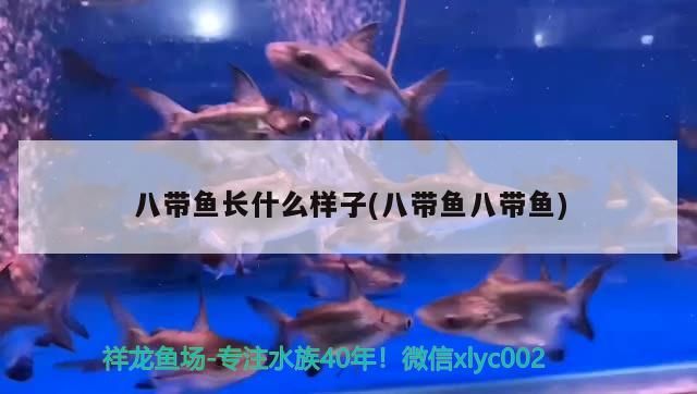 八帶魚長什么樣子(八帶魚八帶魚) 八帶魚長什么樣子(八帶魚八帶魚) 觀賞魚百科