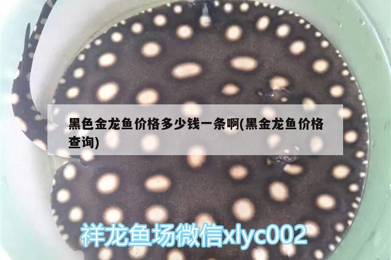 黑色金龍魚價格多少錢一條啊(黑金龍魚價格查詢) 觀賞魚百科 第3張 黑色金龍魚價格多少錢一條啊(黑金龍魚價格查詢) 黑色金龍魚價格多少錢一條啊(黑金龍魚價格查詢) 觀賞魚百科 第3張