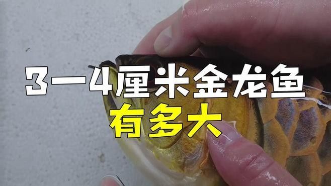 鐵力金龍魚
