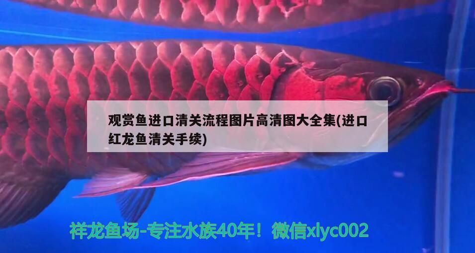 紅龍魚品牌推薦知乎：紅龍魚品牌排行 紅龍魚品牌推薦知乎：紅龍魚品牌排行 觀賞魚百科 第1張