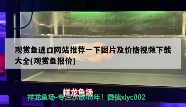 紅龍魚品牌推薦知乎：紅龍魚品牌排行 紅龍魚品牌推薦知乎：紅龍魚品牌排行 觀賞魚百科 第3張