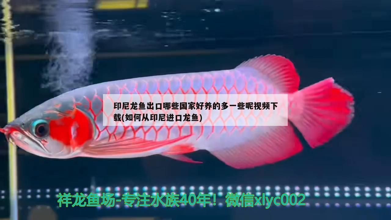 紅龍魚品牌推薦知乎：紅龍魚品牌排行 紅龍魚品牌推薦知乎：紅龍魚品牌排行 觀賞魚百科 第2張