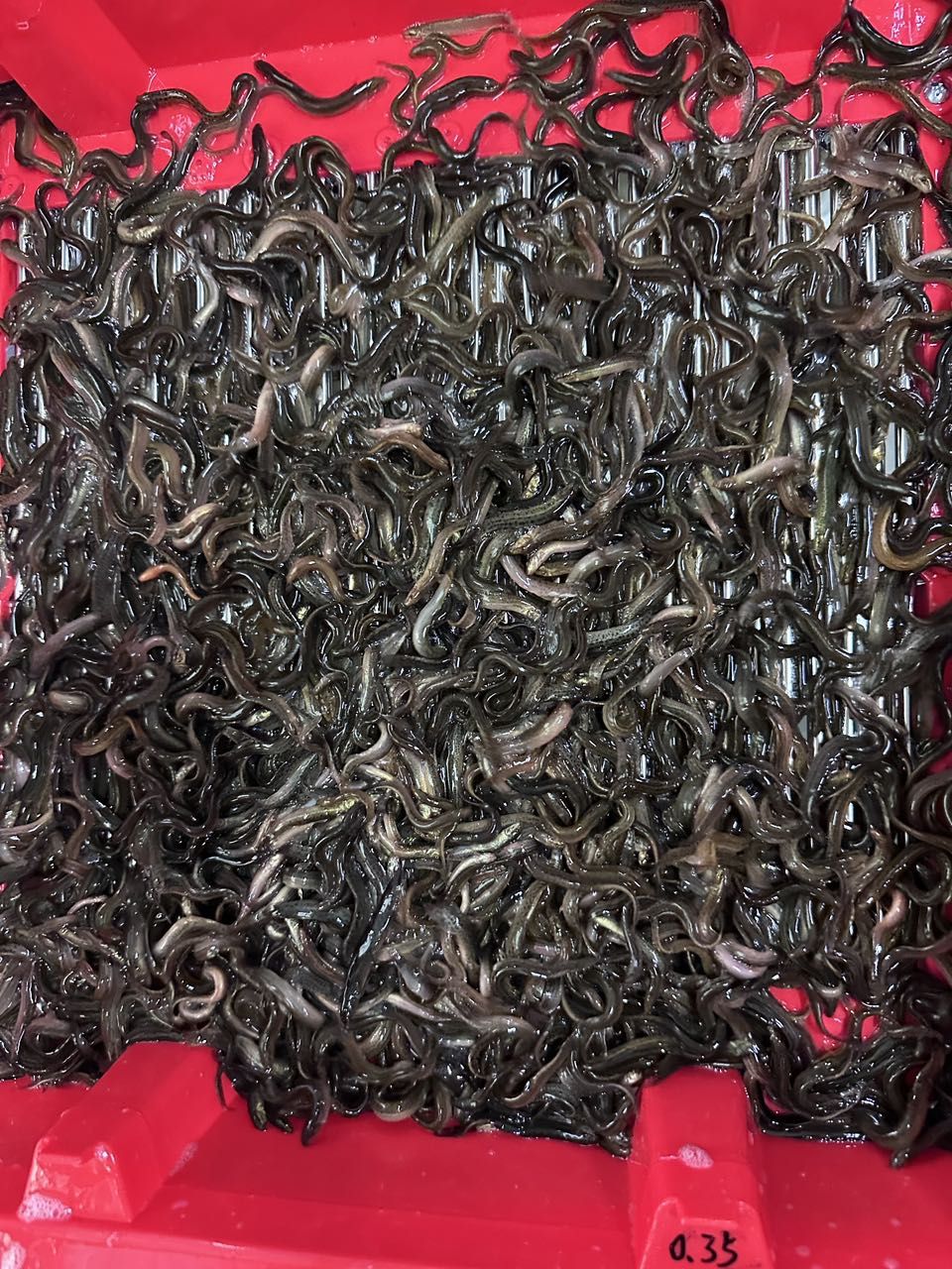 泥鰍魚苗等