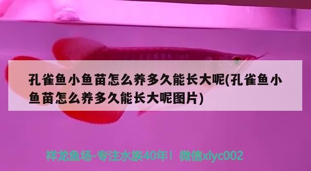孔雀魚小魚苗怎么養多久能長大呢(孔雀魚小魚苗怎么養多久能長大呢圖片) 孔雀魚小魚苗怎么養多久能長大呢(孔雀魚小魚苗怎么養多久能長大呢圖片) 觀賞魚百科