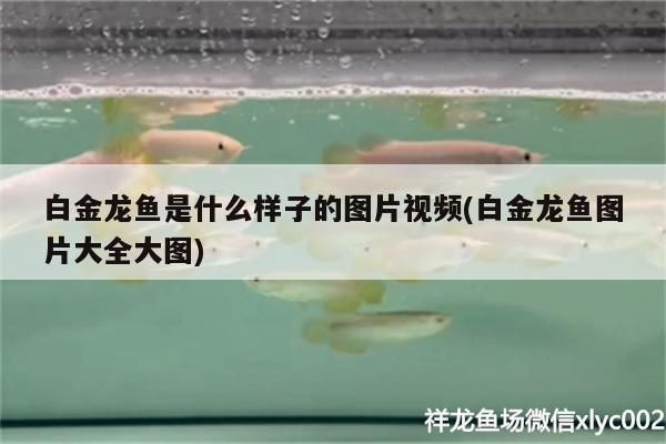 白金龍魚是什么樣子的圖片視頻(白金龍魚圖片大全大圖) 白金龍魚是什么樣子的圖片視頻(白金龍魚圖片大全大圖) 觀賞魚百科