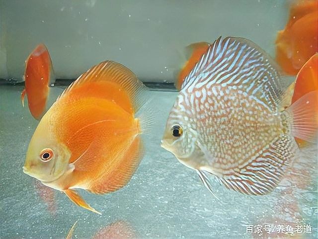 牛心喂魚的正確方法