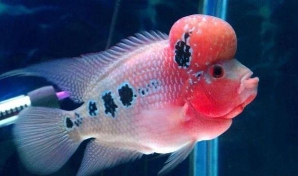 紅龍魚會認主人嗎