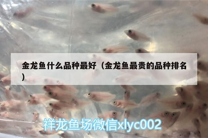 金龍魚什么品種最好（金龍魚最貴的品種排名） 金龍魚什么品種最好（金龍魚最貴的品種排名） 觀賞魚百科