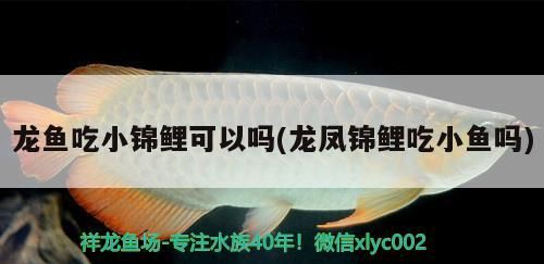龍魚吃小錦鯉可以嗎(龍鳳錦鯉吃小魚嗎)