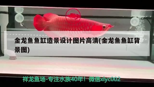 金龍魚魚缸造景設計圖片高清(金龍魚魚缸背景圖)