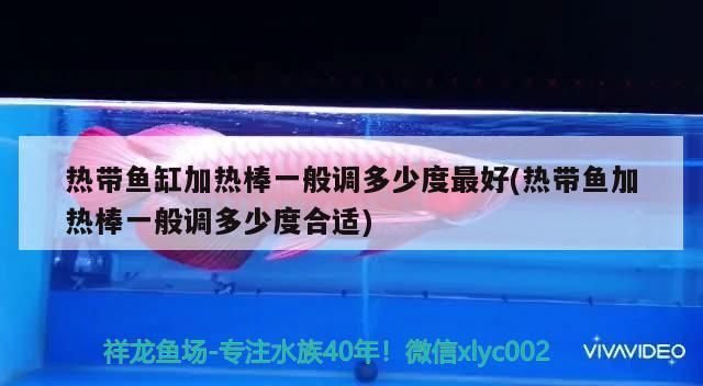 熱帶魚缸加熱棒一般調多少度最好(熱帶魚加熱棒一般調多少度合適) 熱帶魚缸加熱棒一般調多少度最好(熱帶魚加熱棒一般調多少度合適) 觀賞魚百科