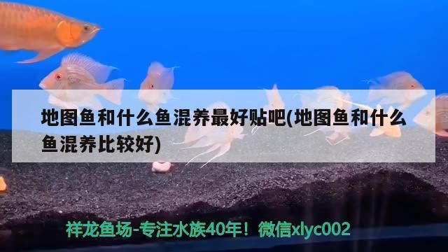 地圖魚和什么魚混養(yǎng)最好貼吧(地圖魚和什么魚混養(yǎng)比較好) 地圖魚和什么魚混養(yǎng)最好貼吧(地圖魚和什么魚混養(yǎng)比較好) 觀賞魚百科