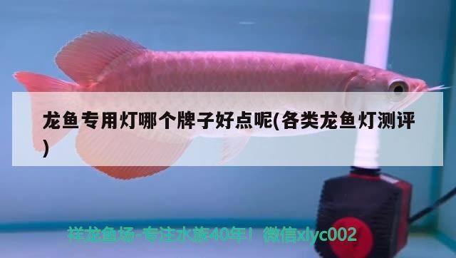 魚缸 龍魚專用燈哪個(gè)牌子好點(diǎn)呢(各類龍魚燈測(cè)評(píng)) 觀賞魚百科 龍魚專用燈哪個(gè)牌子好點(diǎn)呢(各類龍魚燈測(cè)評(píng)) 龍魚專用燈哪個(gè)牌子好點(diǎn)呢(各類龍魚燈測(cè)評(píng)) 觀賞魚百科
