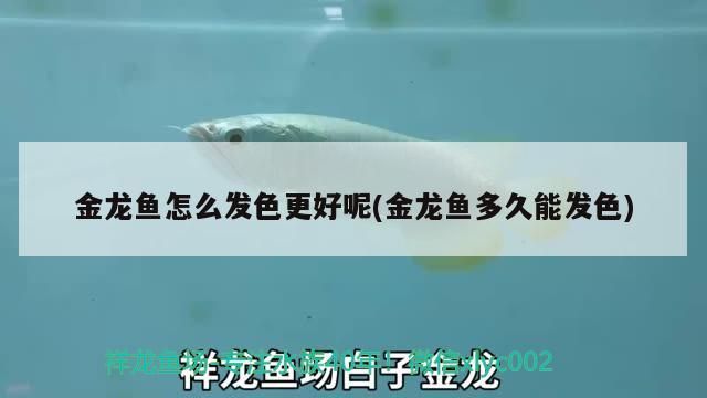 金龍魚怎么發色更好呢(金龍魚多久能發色) 金龍魚怎么發色更好呢(金龍魚多久能發色) 觀賞魚百科