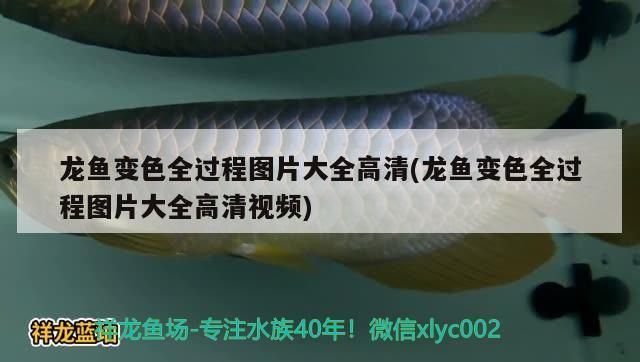 龍魚變色全過程圖片大全高清(龍魚變色全過程圖片大全高清視頻)