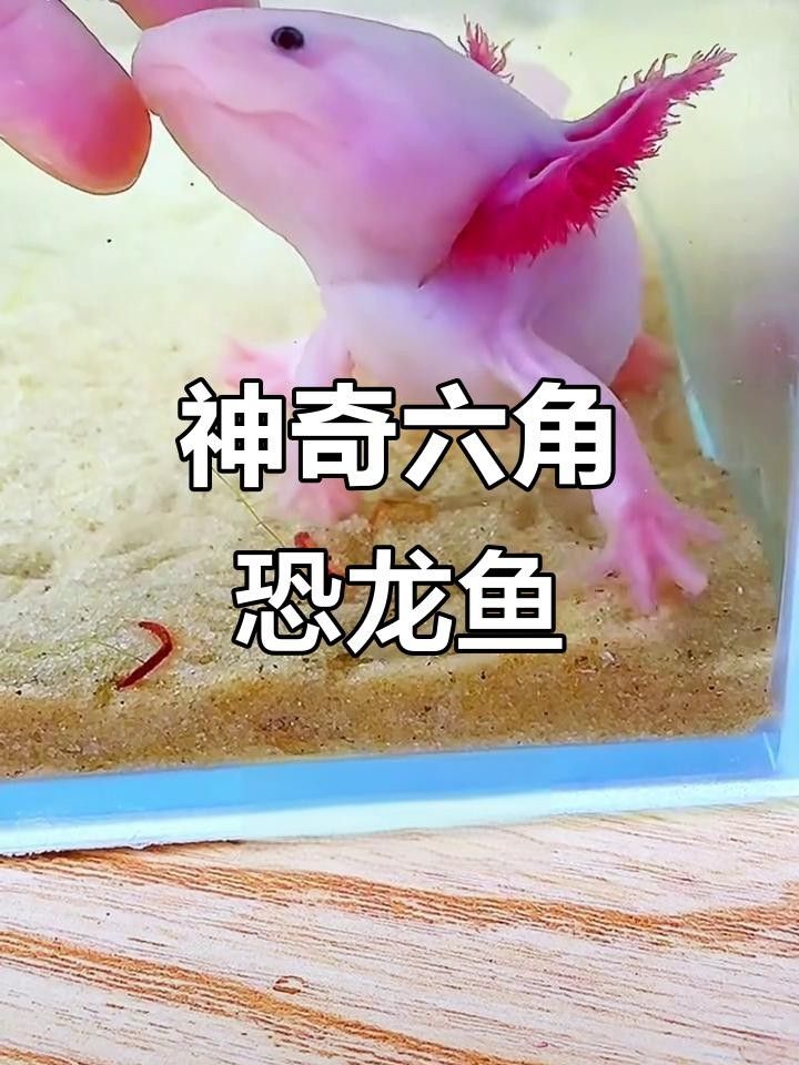 四爪恐龍魚 四爪恐龍魚 觀賞魚百科 第1張