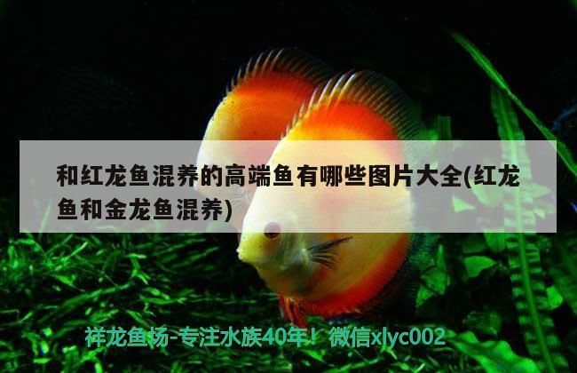 和紅龍魚混養的高端魚有哪些圖片大全(紅龍魚和金龍魚混養) 和紅龍魚混養的高端魚有哪些圖片大全(紅龍魚和金龍魚混養) 觀賞魚百科
