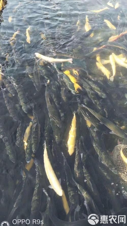 臨朐老龍灣虹鱒魚 臨朐老龍灣虹鱒魚 觀賞魚百科 第2張