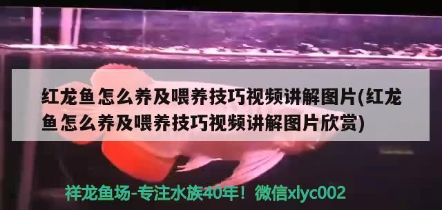 龍魚和什么魚混養最好視頻（養魚人曬曬你養的魚??，有沒有我沒見過的）