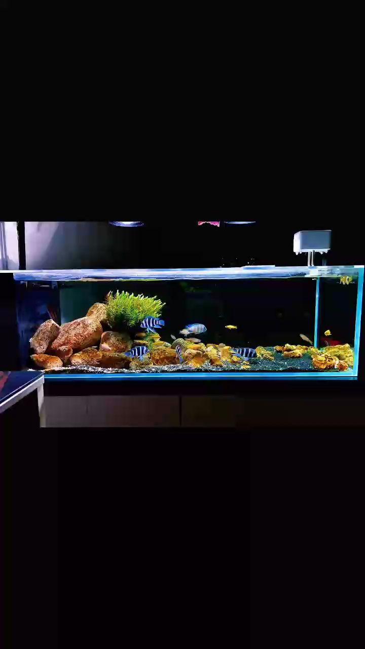 薩伊藍混養卷貝和劍沙 薩伊藍混養卷貝和劍沙 龍魚論壇