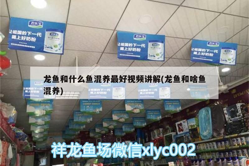 龍魚和什么魚混養最好視頻講解(龍魚和啥魚混養) 龍魚和什么魚混養最好視頻講解(龍魚和啥魚混養) 觀賞魚百科