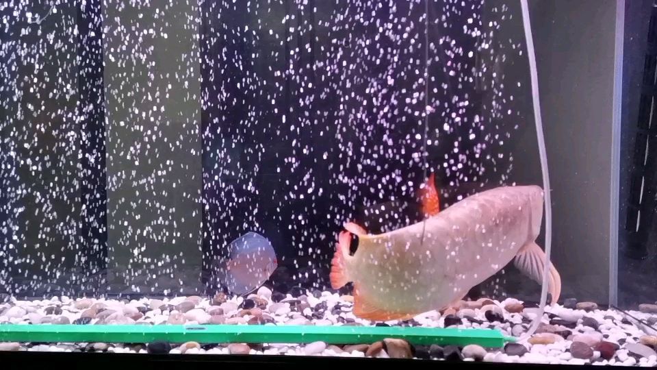 什么魚是觀賞魚（上層魚有什么觀賞魚） 什么魚是觀賞魚（上層魚有什么觀賞魚） 觀賞魚百科 第1張