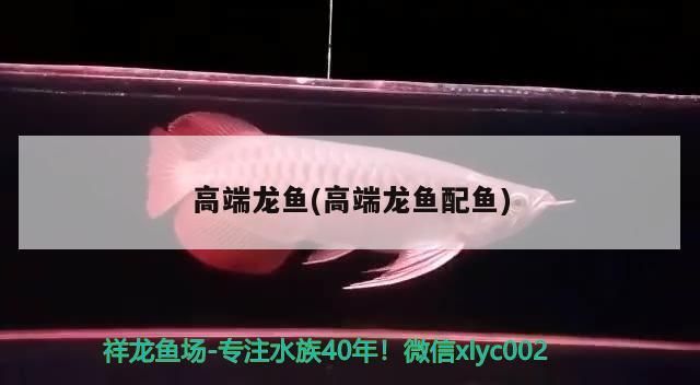 超血紅龍 高端龍魚(高端龍魚配魚) 觀賞魚百科 高端龍魚(高端龍魚配魚) 高端龍魚(高端龍魚配魚) 觀賞魚百科