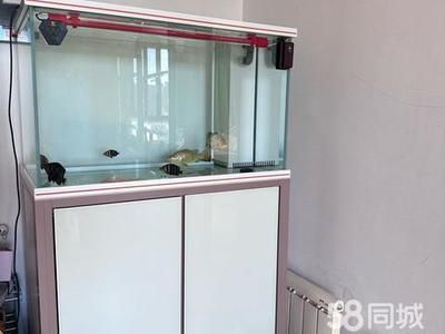 紅龍魚用黃燈烤有用嗎 朔州彩鰈魚缸專賣店:朔州彩鰈魚缸專賣店是一個值得信賴的彩鰈魚缸專賣店 觀賞魚百科 朔州彩鰈魚缸專賣店:朔州彩鰈魚缸專賣店是一個值得信賴的彩鰈魚缸專賣店 朔州彩鰈魚缸專賣店:朔州彩鰈魚缸專賣店是一個值得信賴的彩鰈魚缸專賣店 觀賞魚百科
