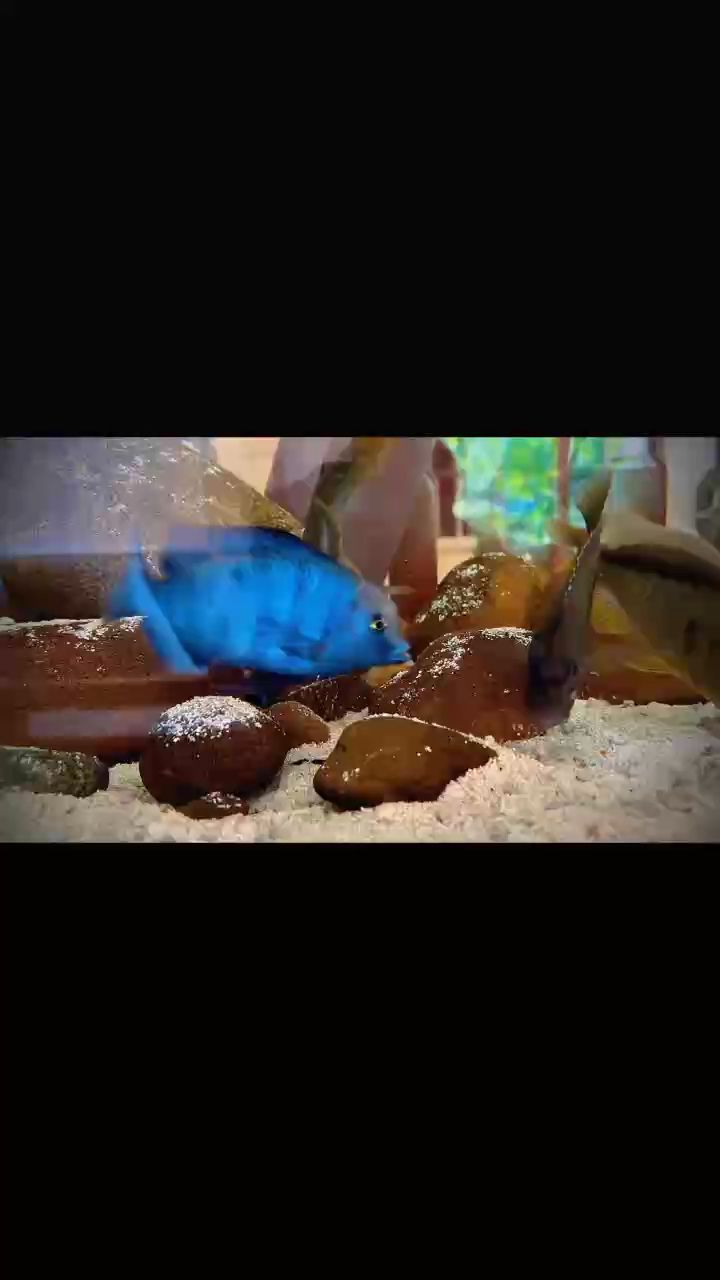 魚缸過濾器選購指南:自制魚缸過濾器魚缸上置過濾器對于養魚愛好者的必備知識 迷人的藍海豚 龍魚論壇 迷人的藍海豚 迷人的藍海豚 龍魚論壇