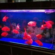 龍魚多大魚缸最好養：關于新入缸的問題