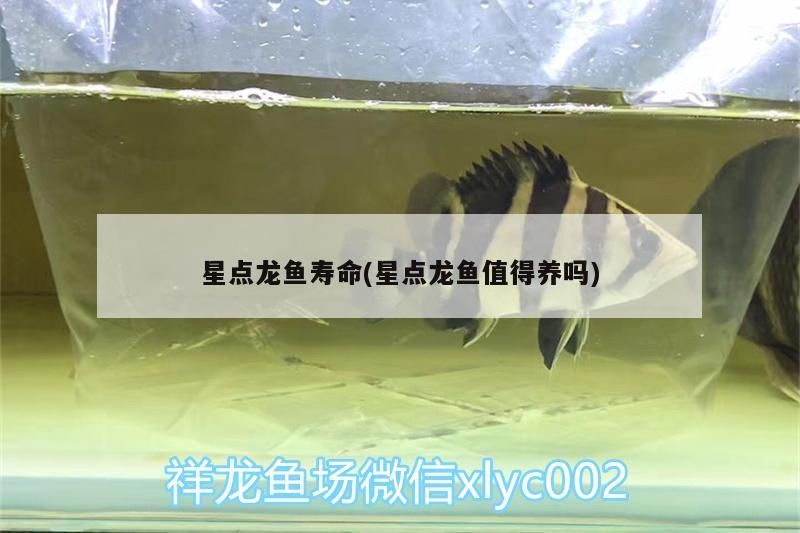 星點龍魚壽命(星點龍魚值得養嗎) 星點龍魚壽命(星點龍魚值得養嗎) 觀賞魚百科