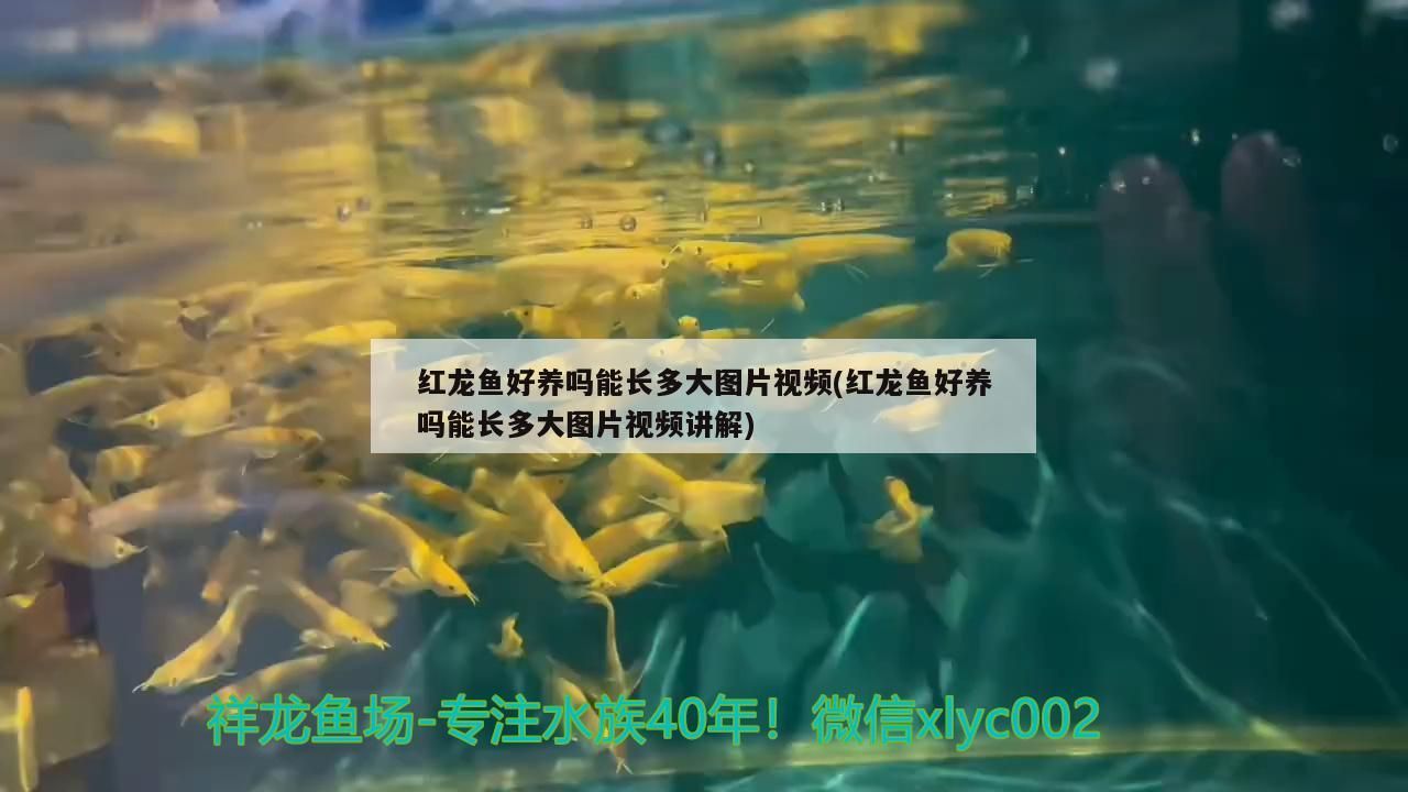 紅龍魚好養(yǎng)嗎能長多大圖片視頻(紅龍魚好養(yǎng)嗎能長多大圖片視頻講解)