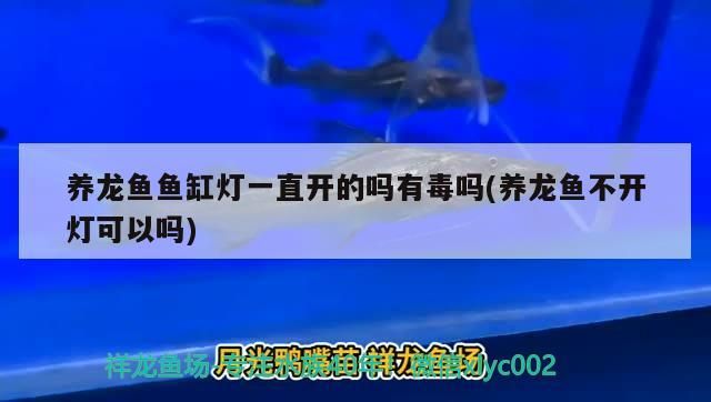 養(yǎng)龍魚魚缸燈一直開的嗎有毒嗎(養(yǎng)龍魚不開燈可以嗎)