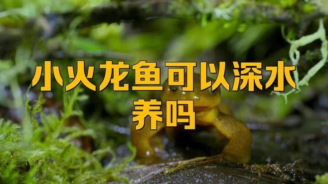 養小火龍魚放多少水