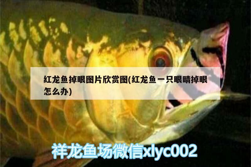 我的虎魚真菌感染了要怎么處理 紅龍魚掉眼圖片欣賞圖(紅龍魚一只眼睛掉眼怎么辦) 觀賞魚百科 紅龍魚掉眼圖片欣賞圖(紅龍魚一只眼睛掉眼怎么辦) 紅龍魚掉眼圖片欣賞圖(紅龍魚一只眼睛掉眼怎么辦) 觀賞魚百科